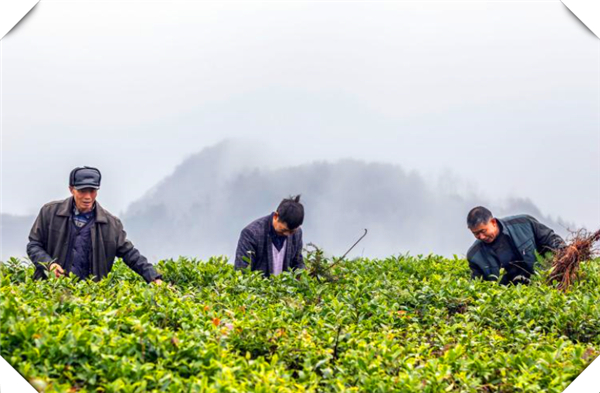 一叶知秋：探寻眉山茶叶种植基地的独特魅力