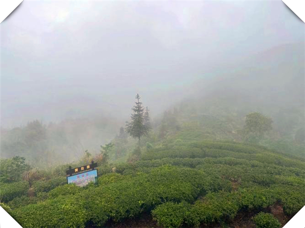 一亩茶叶种植多少株，一亩茶叶地大概有多少丛茶叶