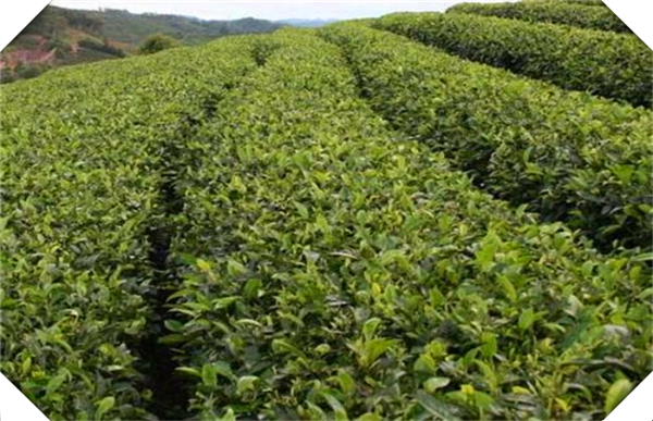 《安化盛泰茶叶种植专业合作社：传承与创新的完美结合》