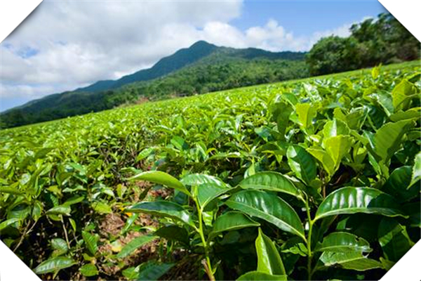 中国各省茶叶种植面积，中国茶叶种植面积和产量