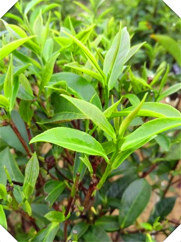 中国茶叶种植分布，中国茶叶种植基地