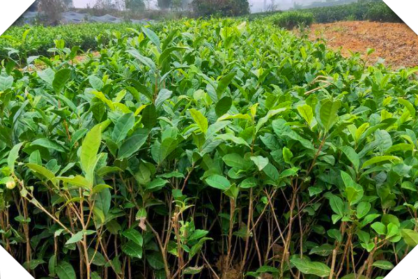 《茶叶一亩种植多少棵？揭秘茶园密植之道》