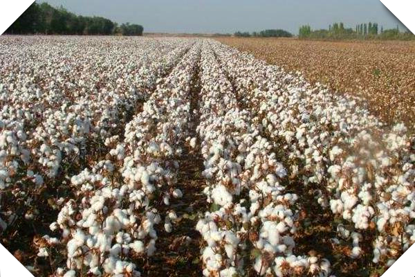 中亚棉花种植的优势与机遇