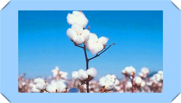 中国从什么时候开始种植棉花，中国从什么时候开始种植棉花的