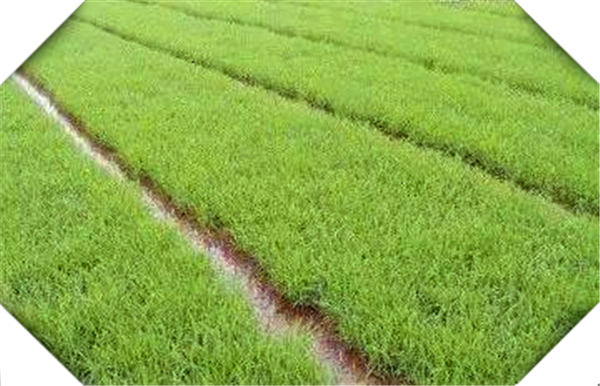 三亚水稻种植的有利自然条件