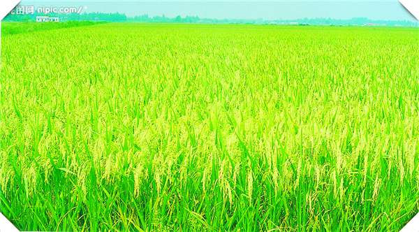 一种水稻的种植方法，水稻种植方法简略