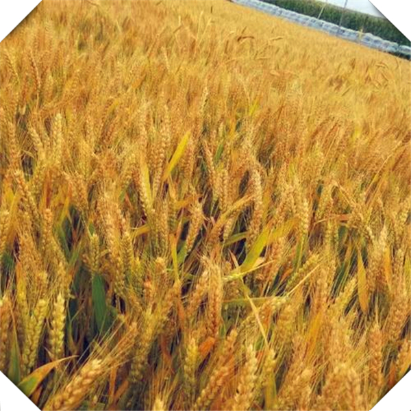 2023年小麦种植指南：科技助力高产丰收