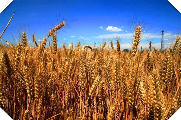 2023年全国小麦种植面积，2021年小麦播种面积