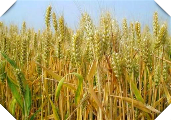 2022年小麦种植面积，全国小麦种植