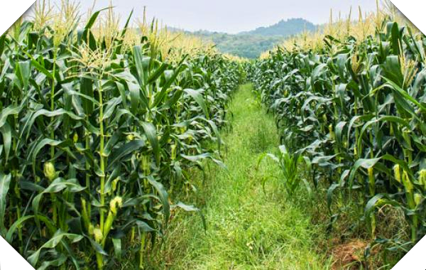 东北玉米高产种植新技术