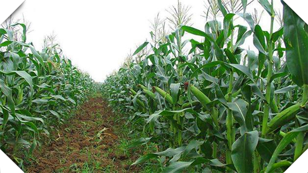 三比空玉米种植技术，玉米种植技术与管理