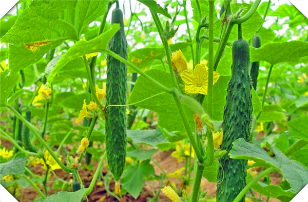 《黄瓜种植全攻略：从种子到丰收的全程解析》