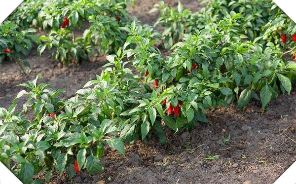 七彩辣椒的种植方法和养护，七彩辣椒有什么功效