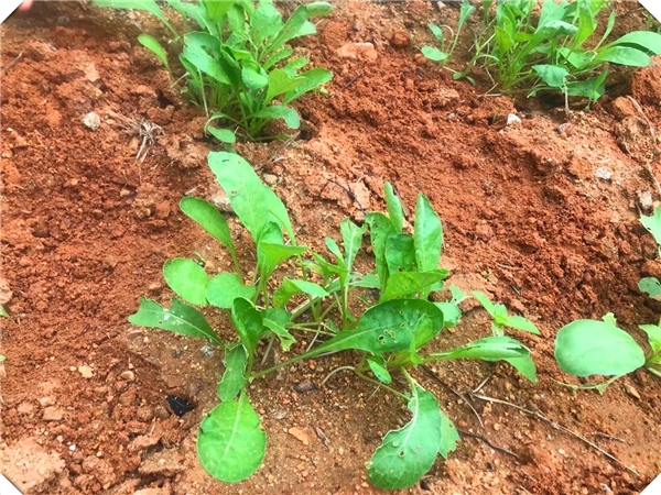 《探秘萝卜种植技巧：肥料施用与生长要点》