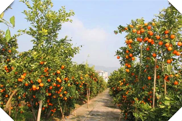 《柑橘开春几月施肥最佳：科学养护助您丰收》