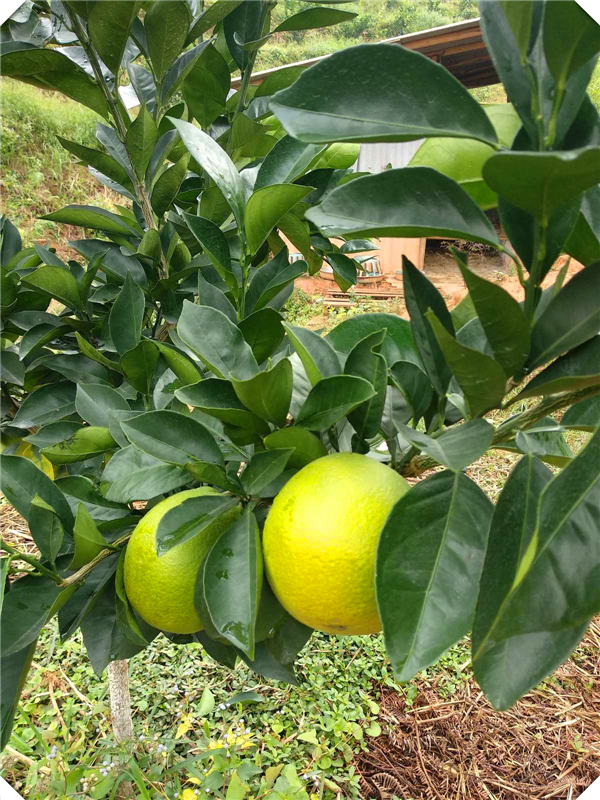 2年柑橘什么时候施肥最好，柑橘2年幼树施肥方案