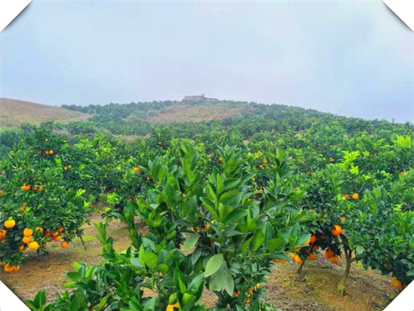 《柑橘全年施肥时间表：打造健康果园的秘籍》