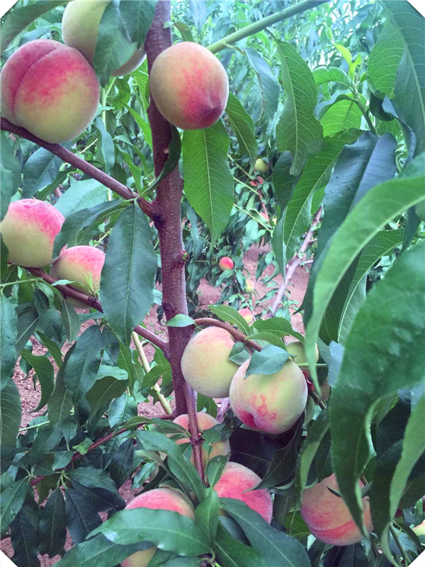 反季节桃子种植技术，桃子是反季节水果吗