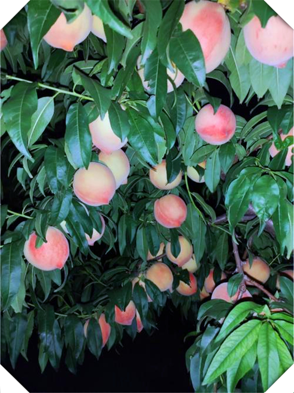 买的桃子桃核可以种吗，桃子里的桃核可以种吗