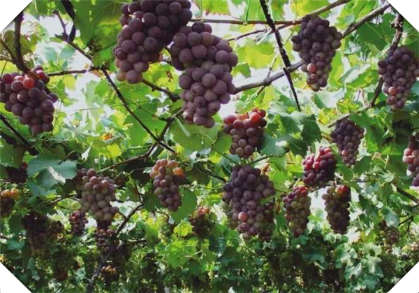 一亩地能种植多少棵葡萄，一亩地可以栽多少葡萄树_