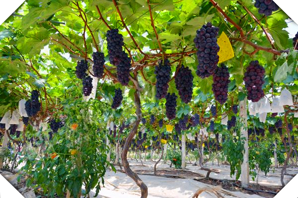 中原种植葡萄始于西汉还是东汉，中原地区葡萄种植始于东汉