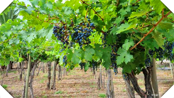 一亩地种植多少株葡萄，一亩地种多少棵葡萄