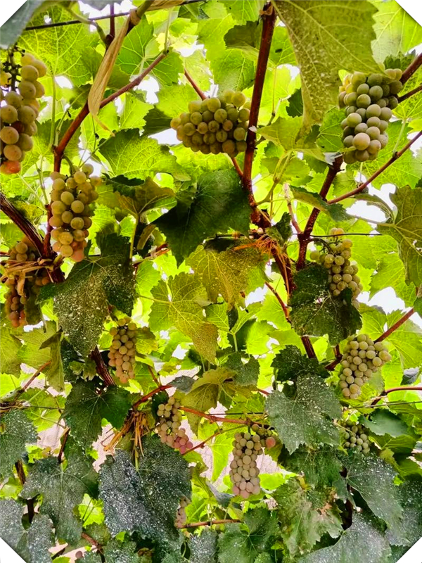 大棚种植葡萄一年几熟，大棚种植葡萄