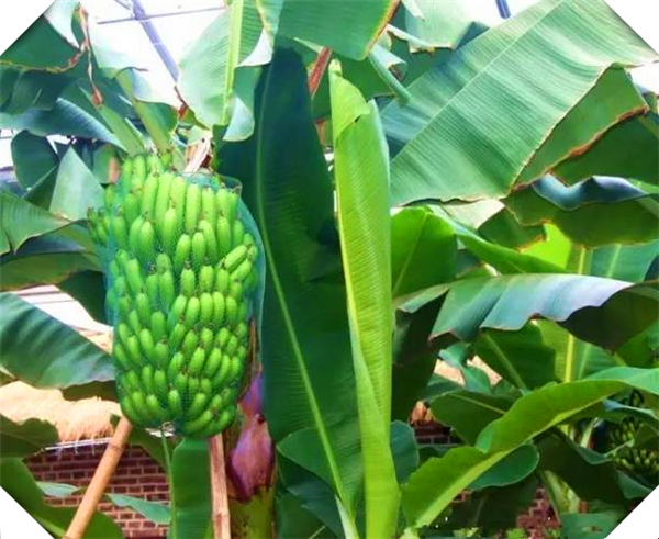 2023年全新香蕉的栽培技术与管理，香蕉具体栽培技术