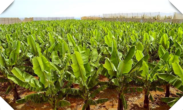 中国人在老挝种植香蕉，中国人在老挝种植香蕉可以吗