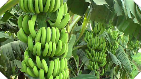 中国种植香蕉最多的地方是在哪里，中国种植香蕉最多的地方是在哪里_